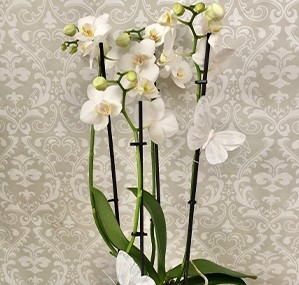 White orchid in ceramic pot