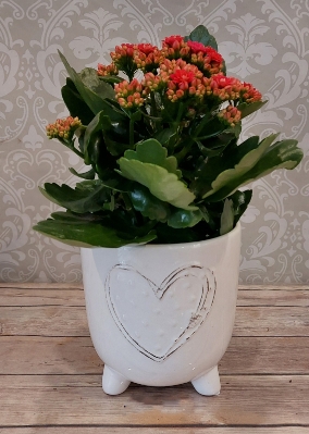 White Heart Potted Plant