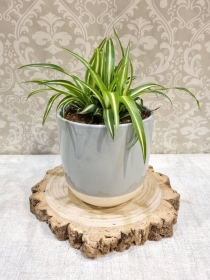Plants