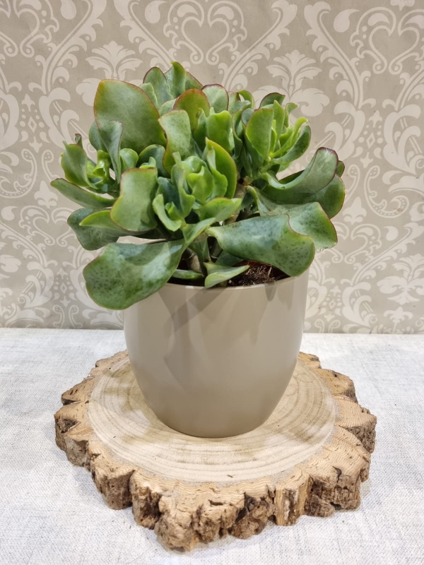 Nice House Plant Buy Online Or Call 01442 212237
