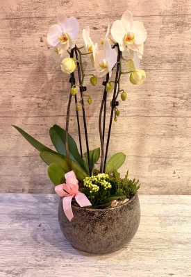 Orchid Planter