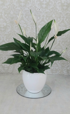 Peace Lily plant in ceramic pot