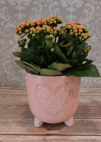 Pink Heart Potted Plant