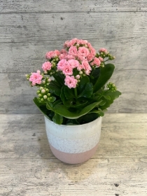 Kalanchoe in Ceramic Pot