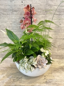 Indoor Orchid Planter