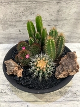 Cactus planter