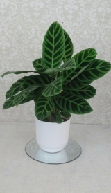 Calathea house plant in ceramic pot
