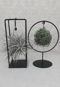 Hanging Air plant