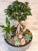 Large Ficus