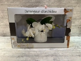 Large Orchid in White Ceramic Pot Gift Box