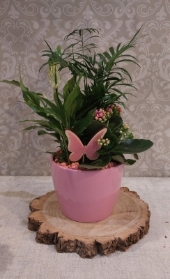 Mixed Indoor Planter