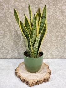 Nice Easy Care House Plant