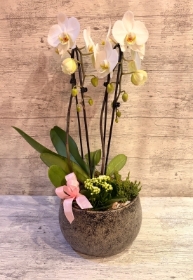 Orchid Planter