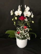 Orchid