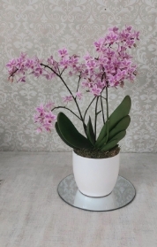 Pink orchid plant in ceramic pot