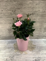 Pink rose plant in pink ceramic pot