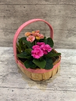 Planted spring basket