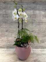 Stunning orchid and mixed indoor planter in dusky pink oval ceramic planters