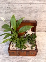 Treasure Chest Planter